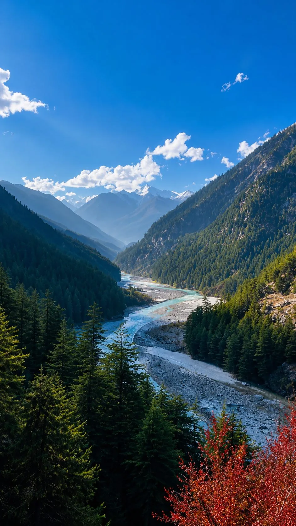 A deep forested valley with a braided river on a wide pale gravel bed, a snow range at its head and red autumn shrub in the foreground