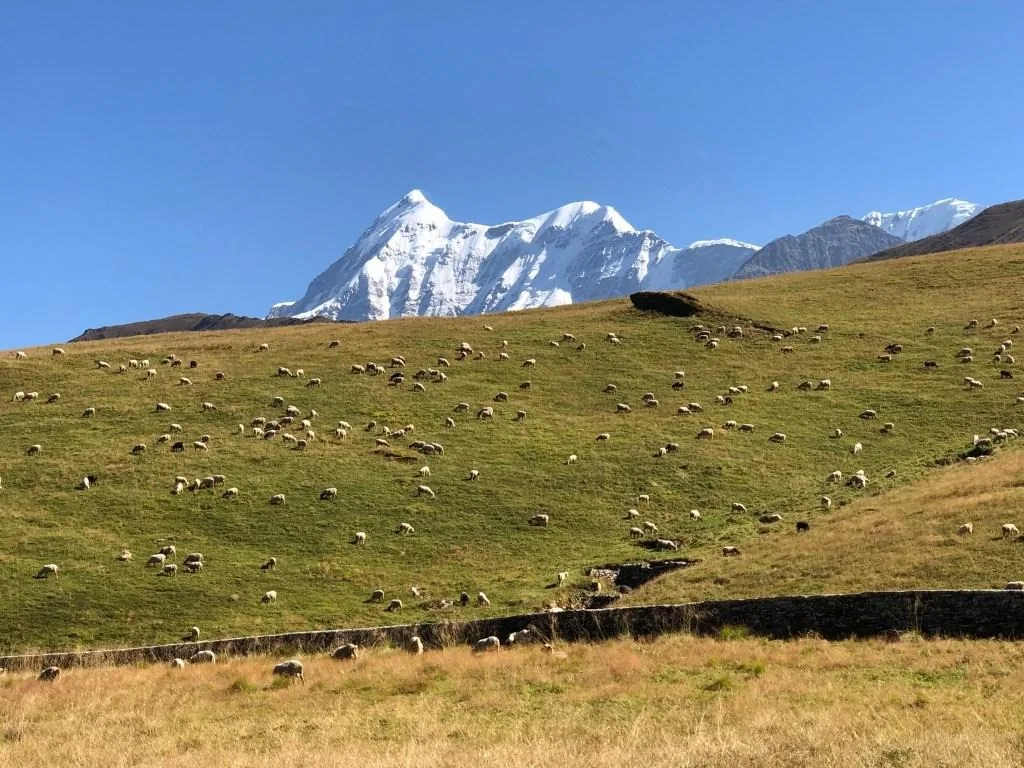 A flock grazing across a green and gold meadow above a low stone wall, a twin-summited snow peak beyond