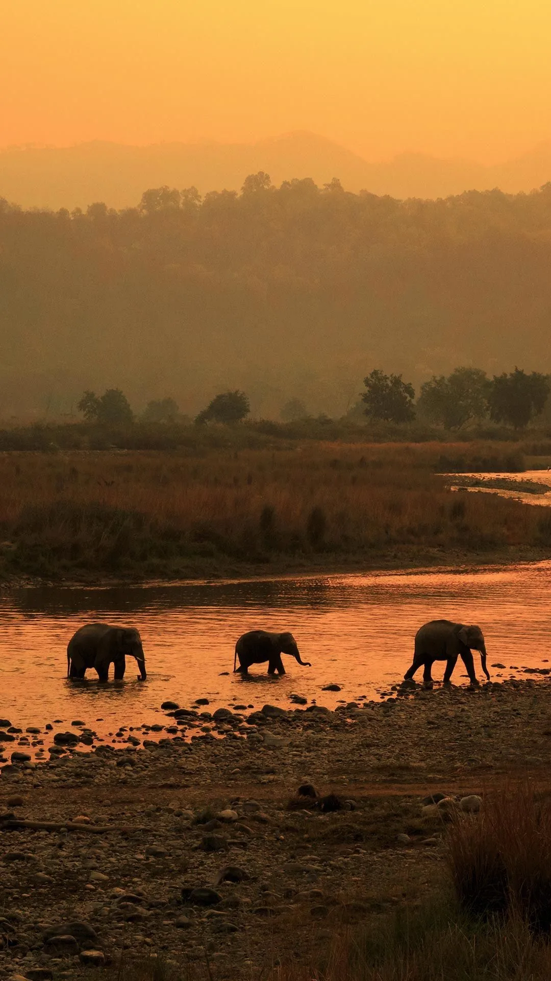 Three elephants crossing a shallow river at sunset, with tiered forested ridges fading into orange haze behind them