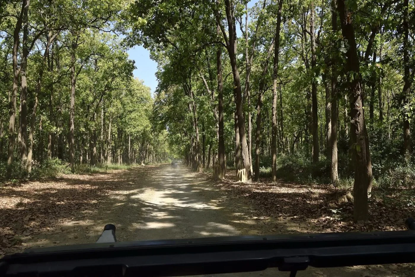The view forward from an open safari jeep, its bonnet in frame and a dirt track running into sal forest