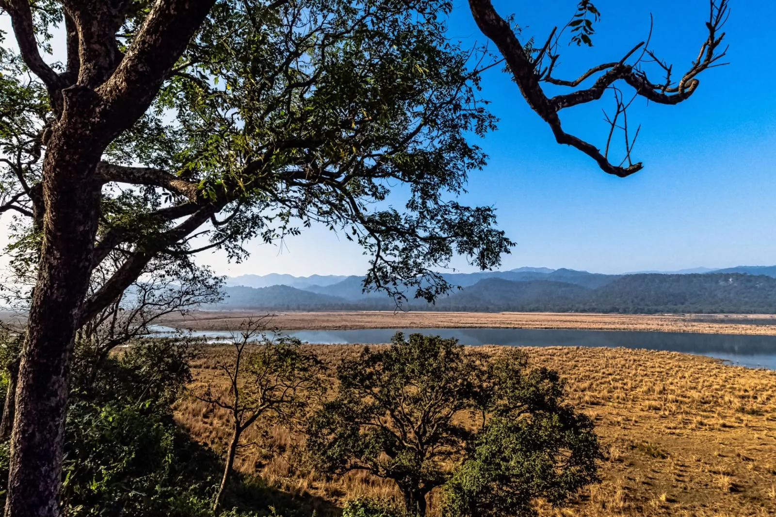 A wide grassland and river bend below forested ridges, framed by the branches of a tall tree