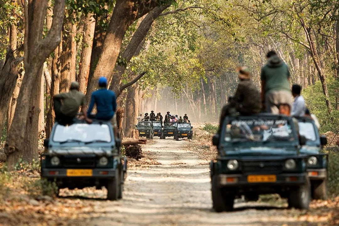 A line of open safari jeeps on a forest track, riders standing to look ahead through tall sal trees