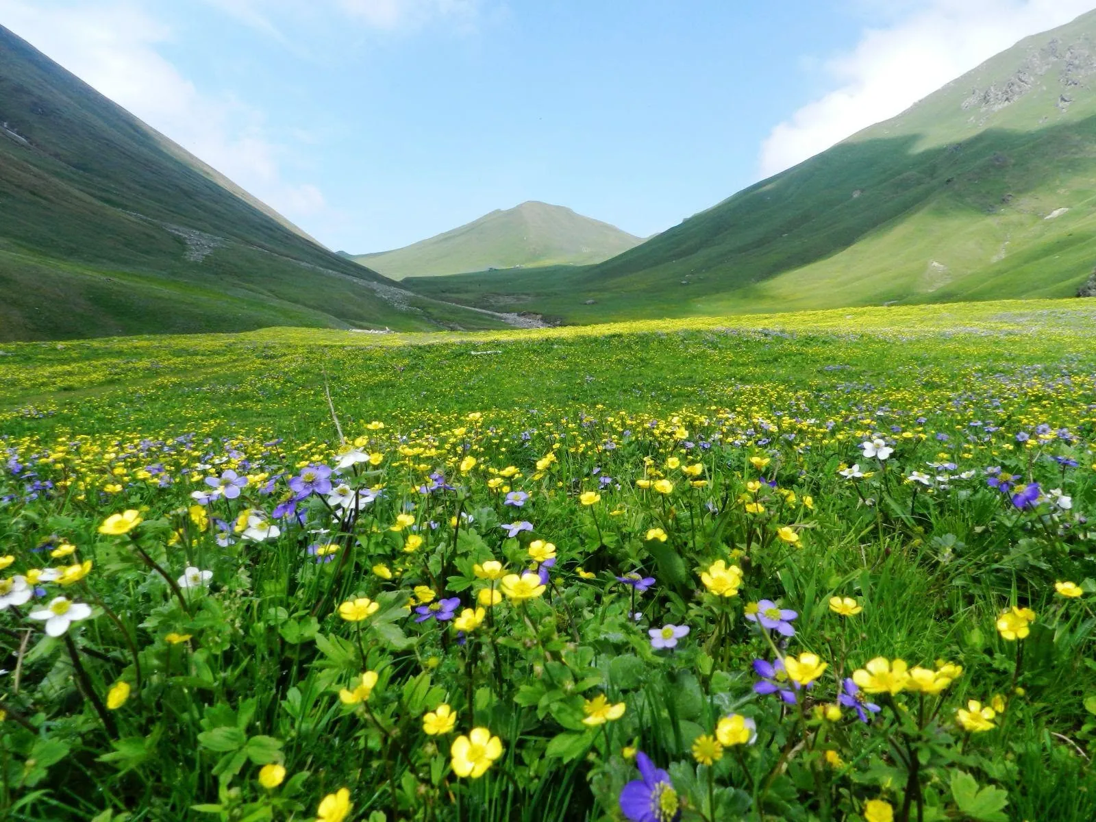 A low view across a treeless meadow thick with yellow buttercups and purple and white anemones, smooth green ridges converging on a rounded peak