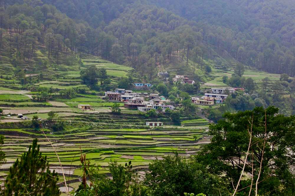 Terraced fields stepping down a hillside to clusters of tin-roofed houses, pine forest on the slopes above