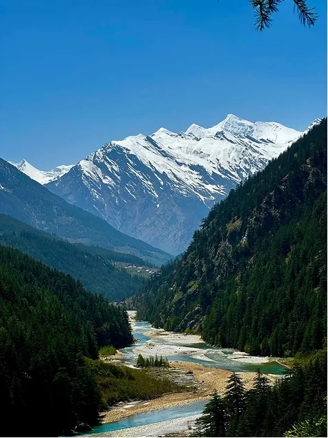 A braided river running through pine forest below a snow-covered range