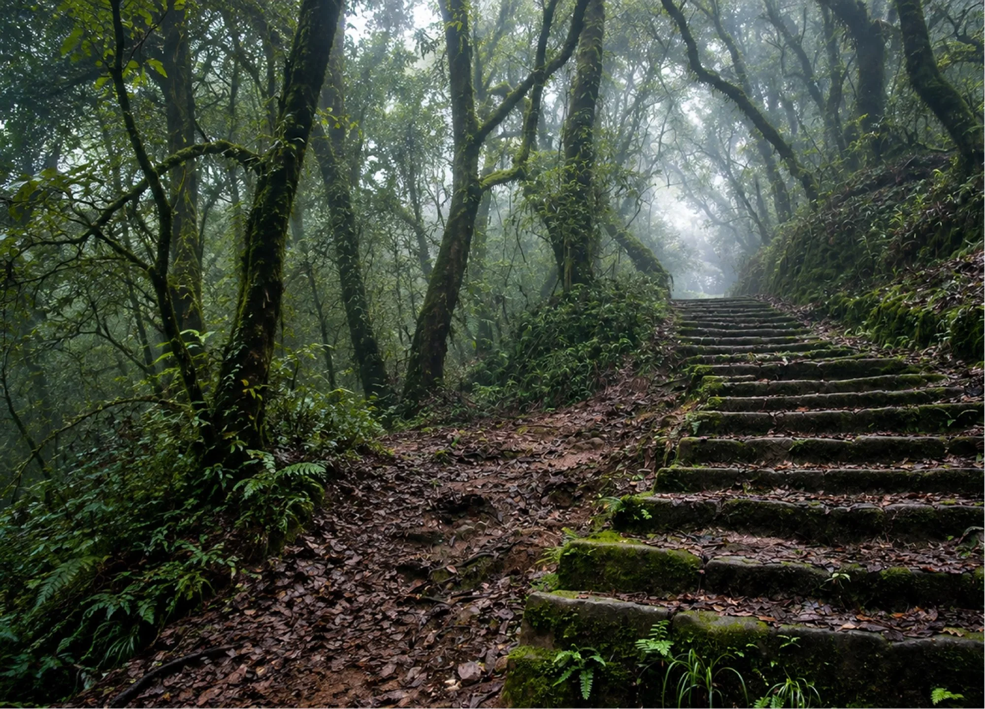 Moss-covered stone steps climbing into a misty Himalayan forest