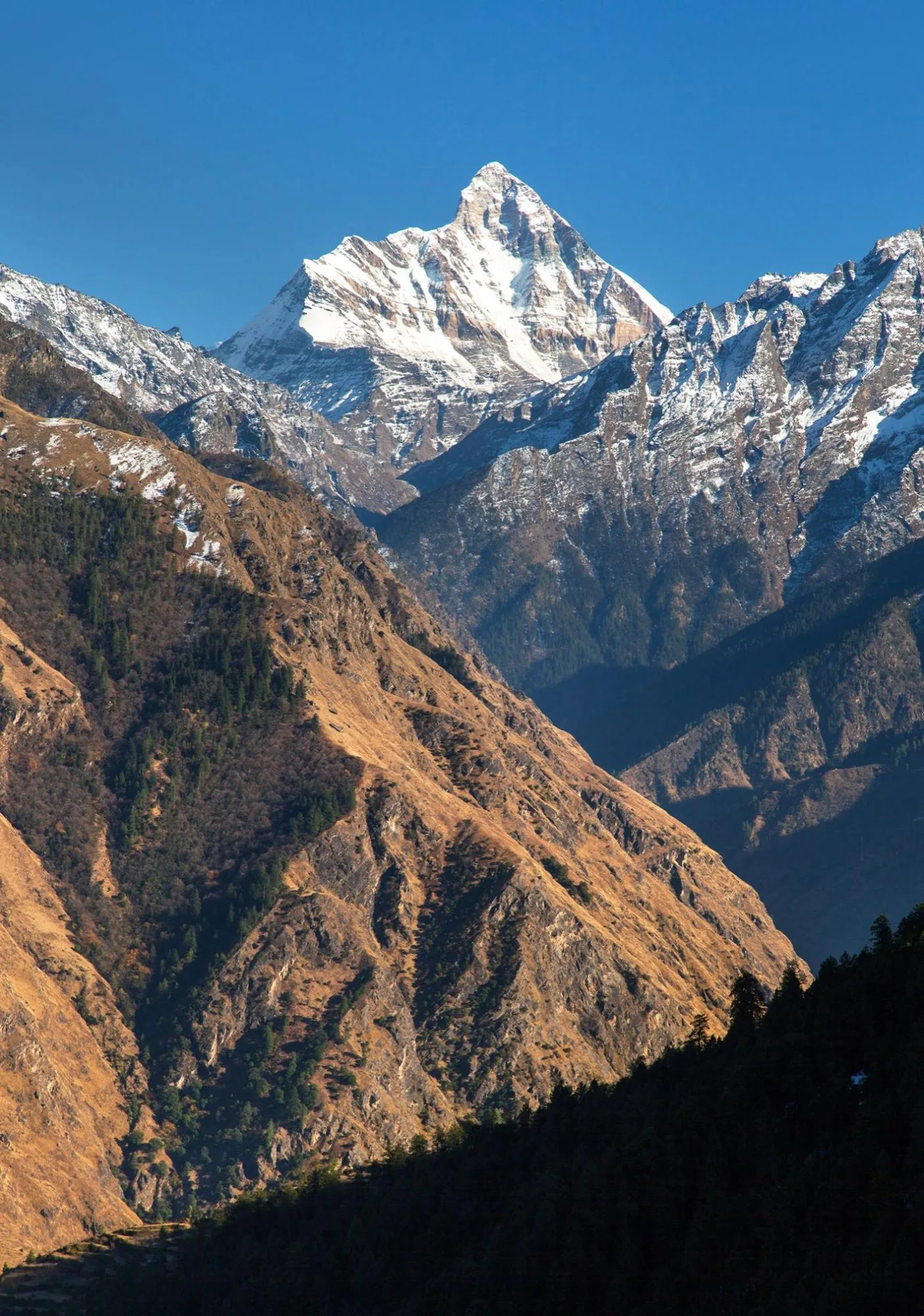 A snow-covered summit rising above dry golden ridges and dark pine forest