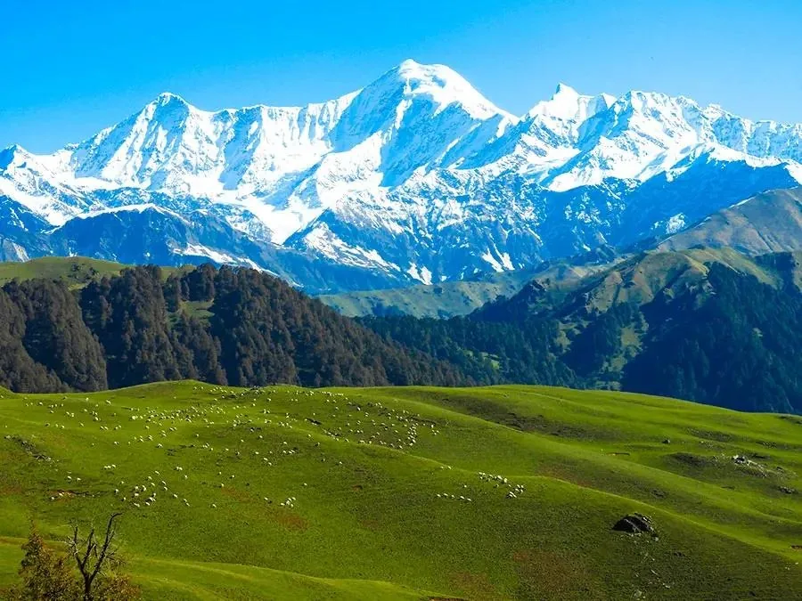 A flock grazing across a rolling green meadow with a dark conifer band behind it and a snow range beyond