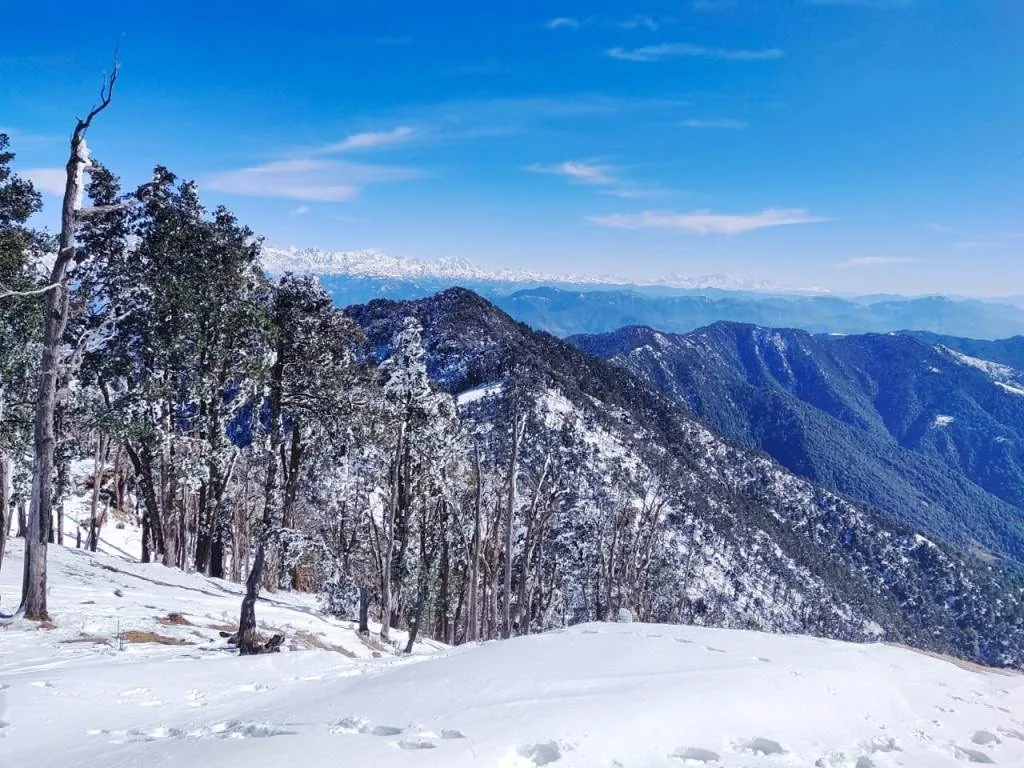 A snow-covered ridge with rimed oak and deodar and deep snow underfoot, forested ridges below and a long snow range across the far horizon