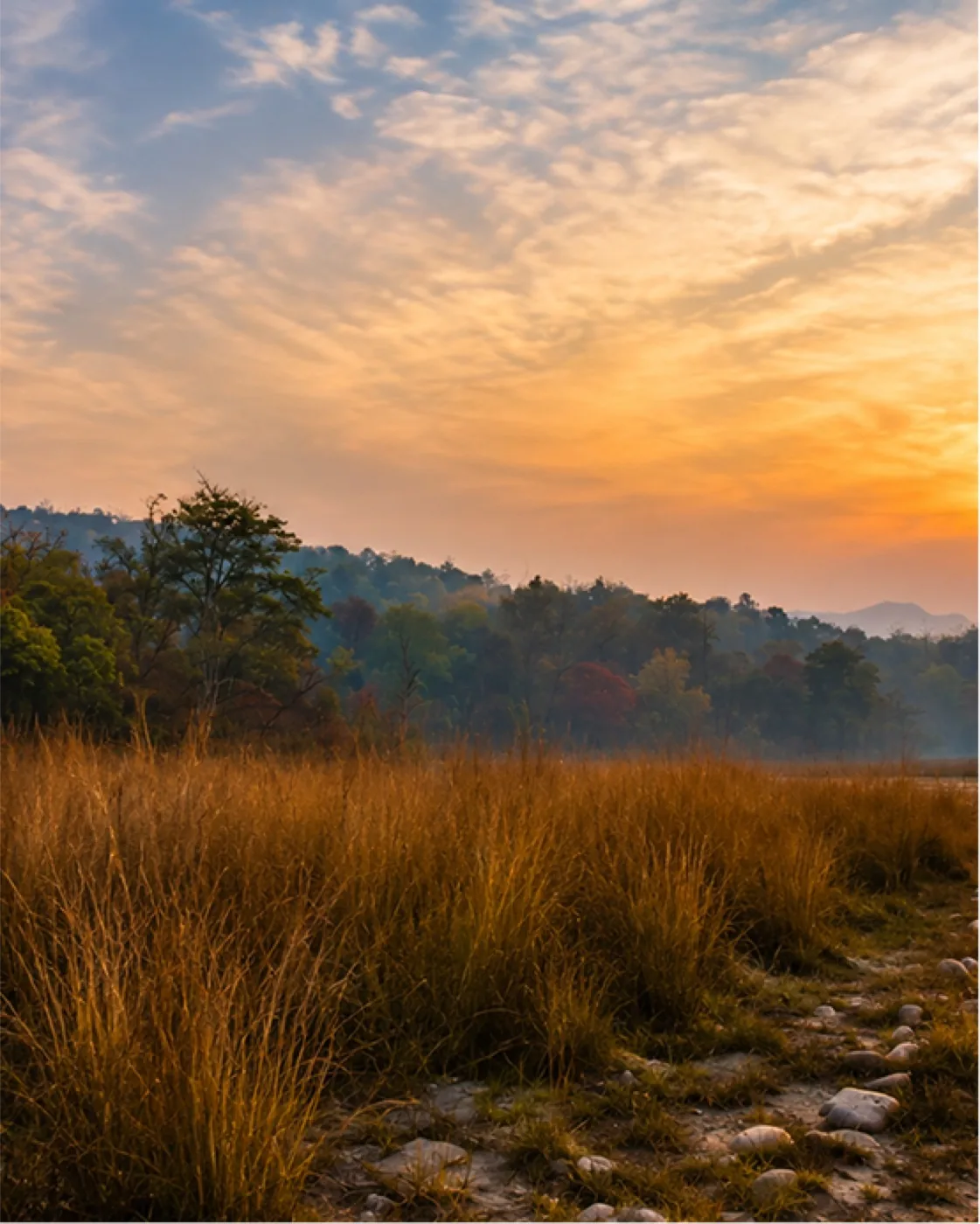 Tall grass and scattered rocks below forested foothills at sunset