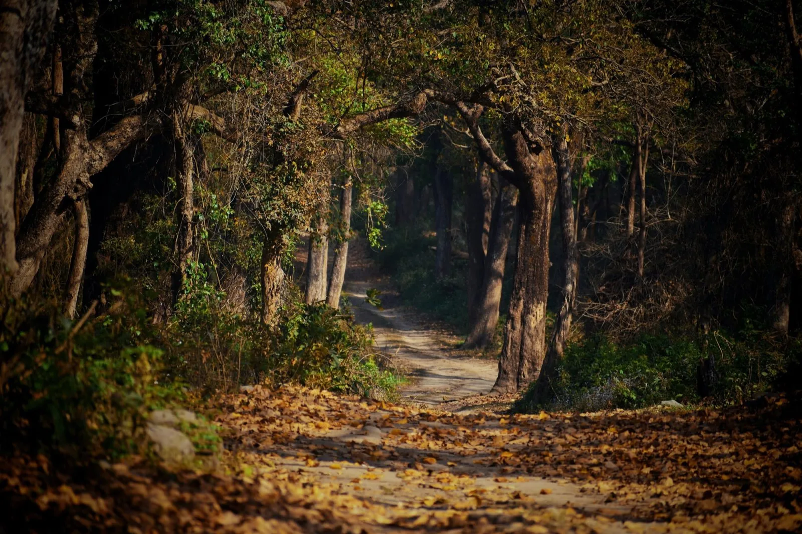 A forest track deep in golden leaf litter, curving into a tunnel of bare and green trees in low sun
