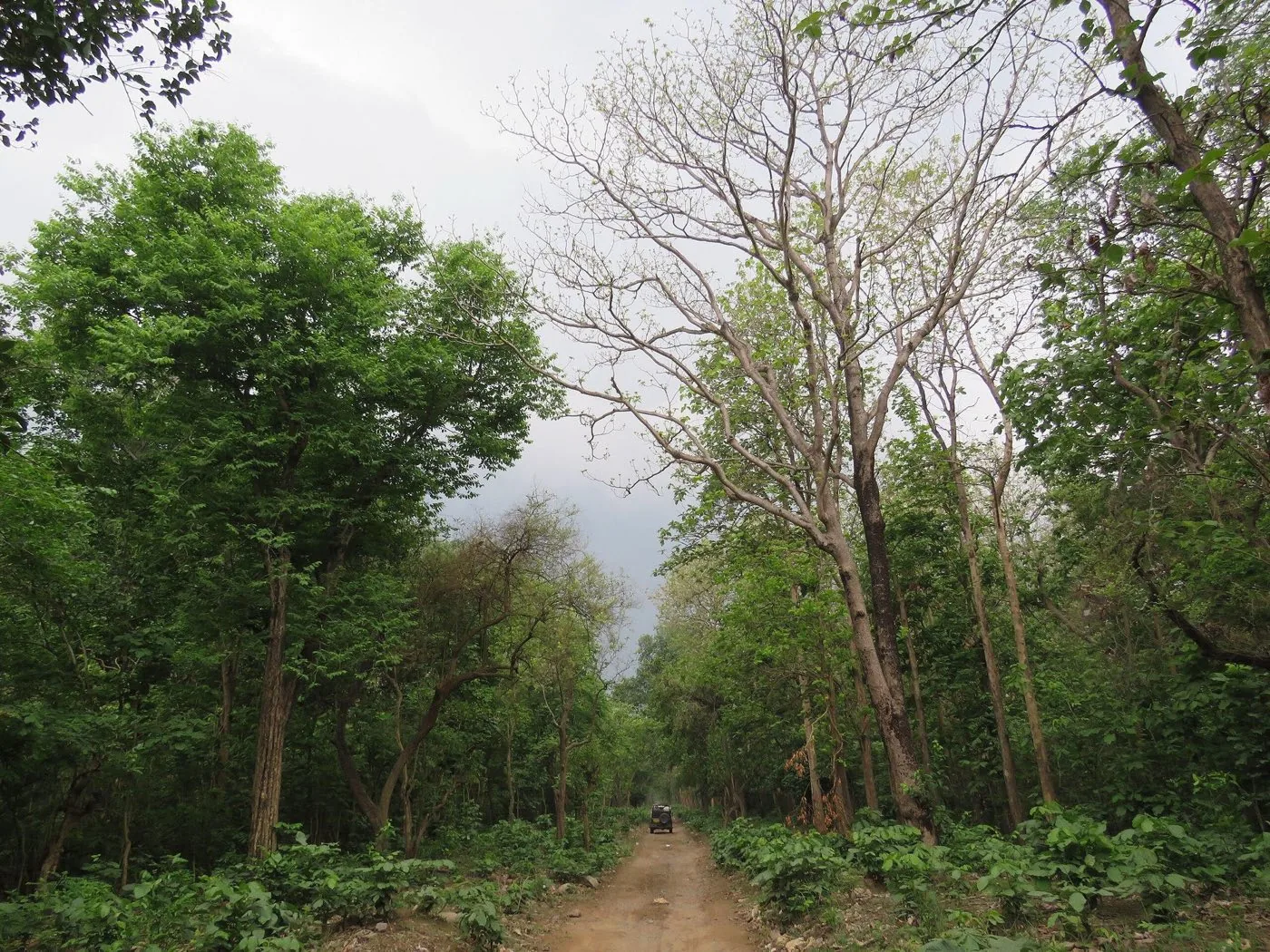 A single safari jeep far along a forest track after the rains, the trees on both sides in full green