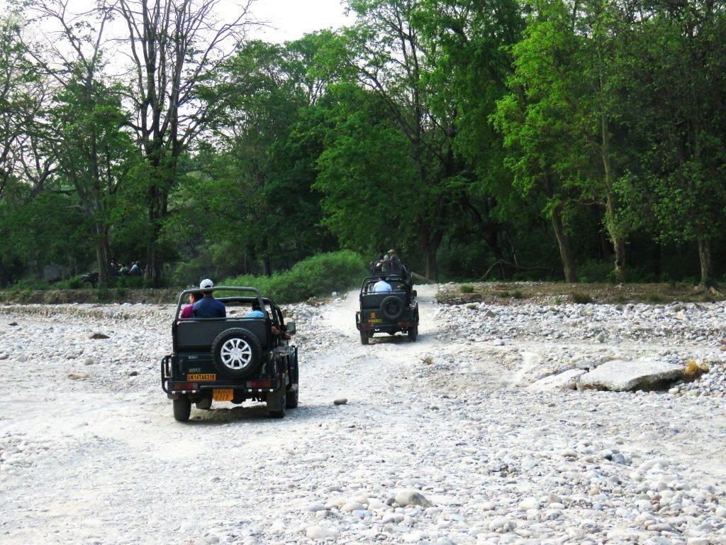 Two open safari jeeps crossing a wide stony riverbed towards a wall of green forest