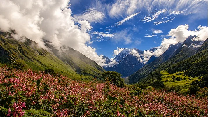 A valley floor carpeted in pink wildflowers below cloud-wrapped peaks