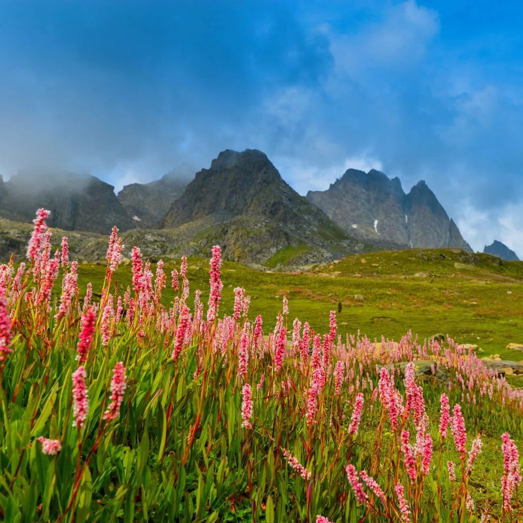 A bank of dense pink flower spikes filling the foreground, green alpine meadow rising behind to dark serrated crags with mist spilling off the ridge