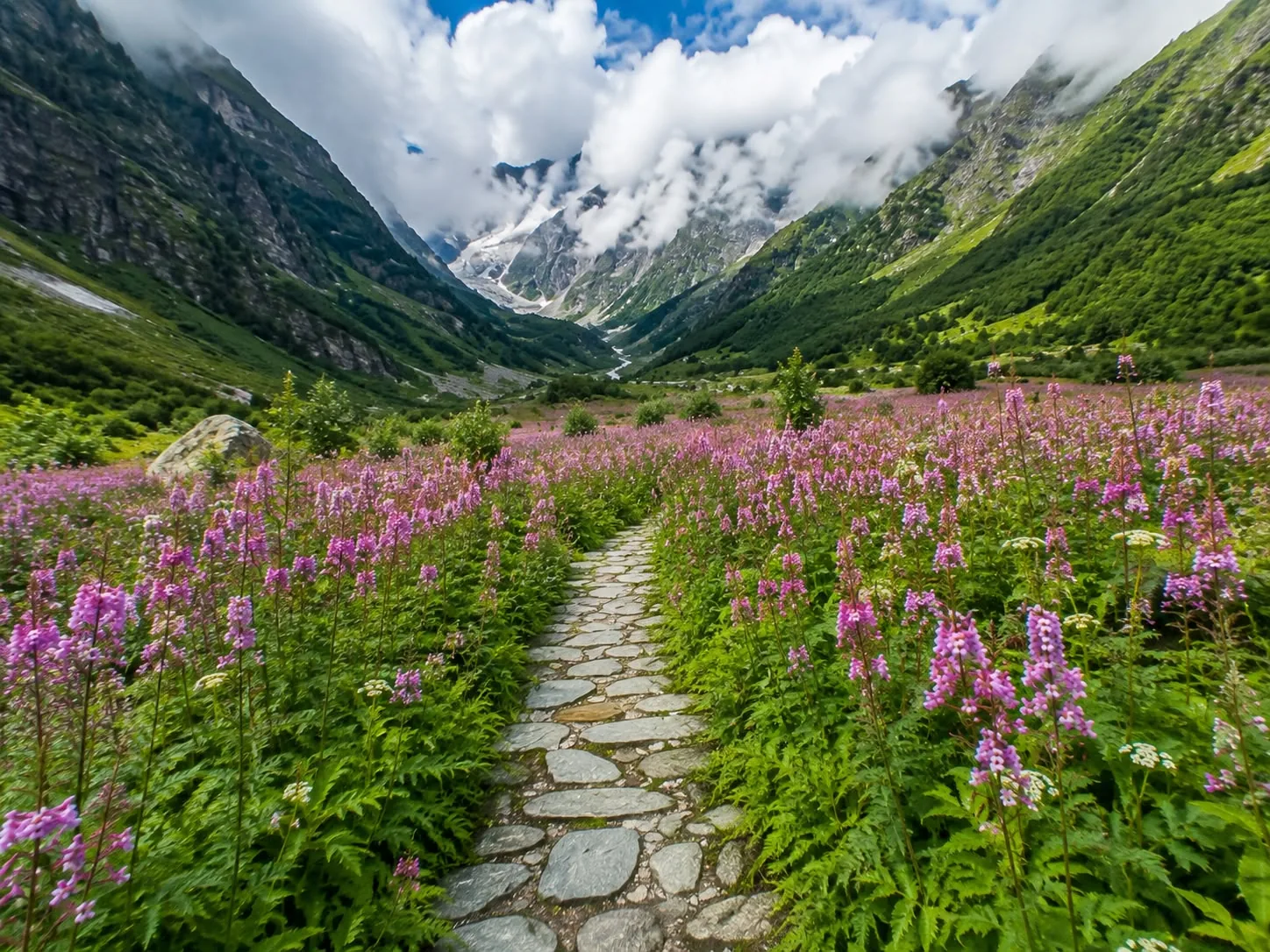 A paved stone path through a dense meadow of pink and mauve wildflowers, the valley narrowing to a cloud-covered snow and glacier head